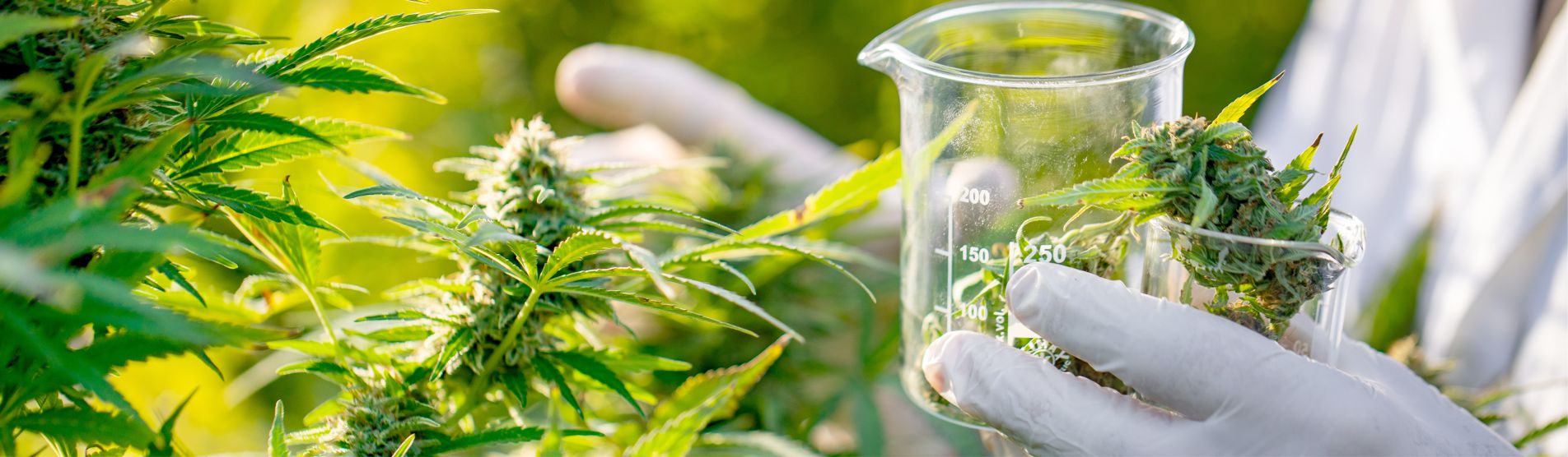 Person collecting marijuana buds